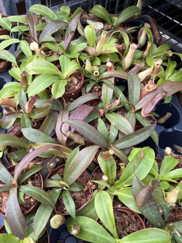 2" Carnivorous Nepenthes (Pitcher)