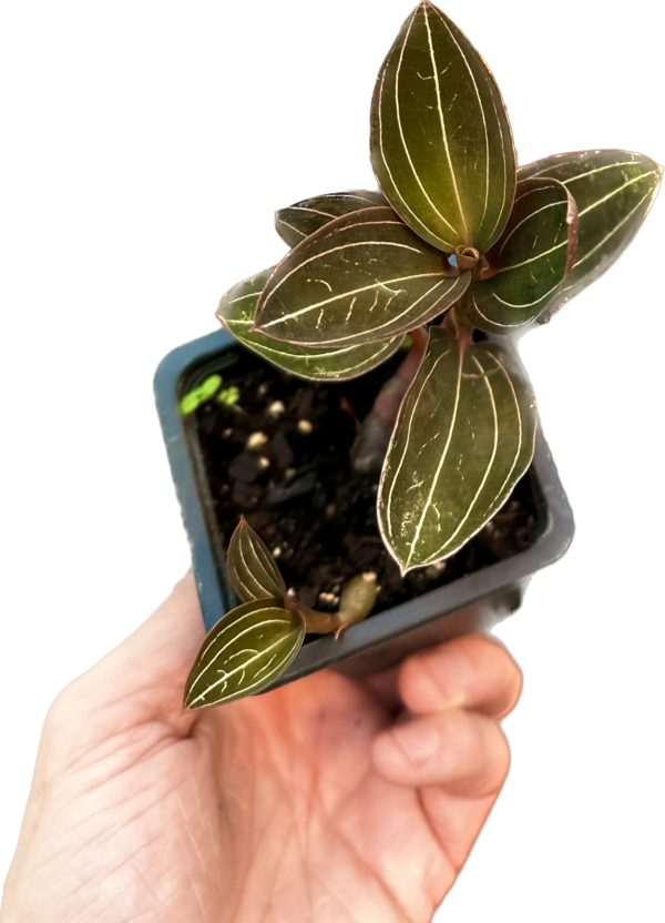 3" Orchid Jewel
