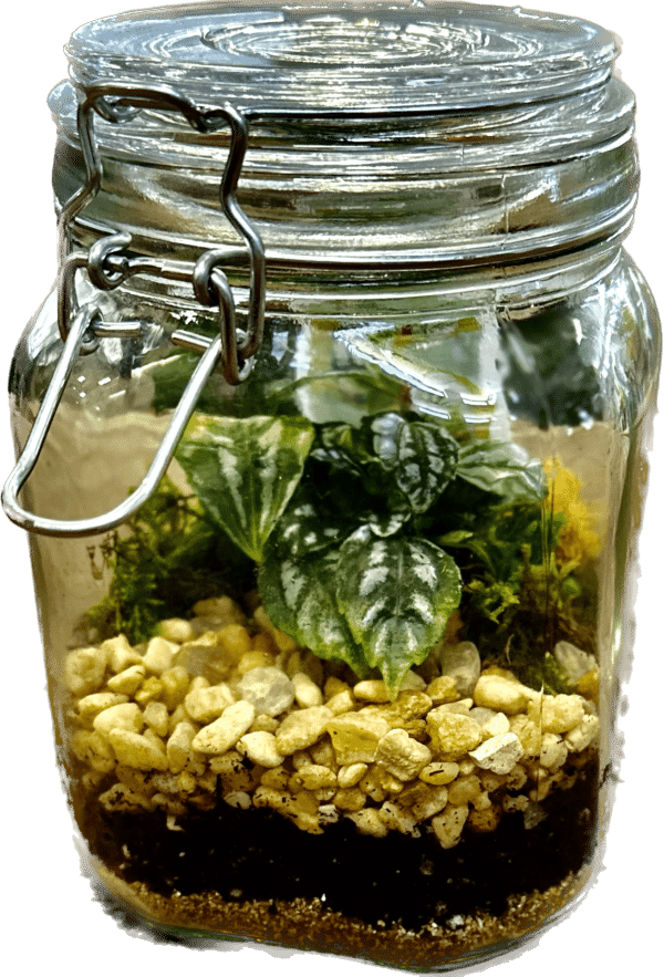 6" Terrarium Mason Jar