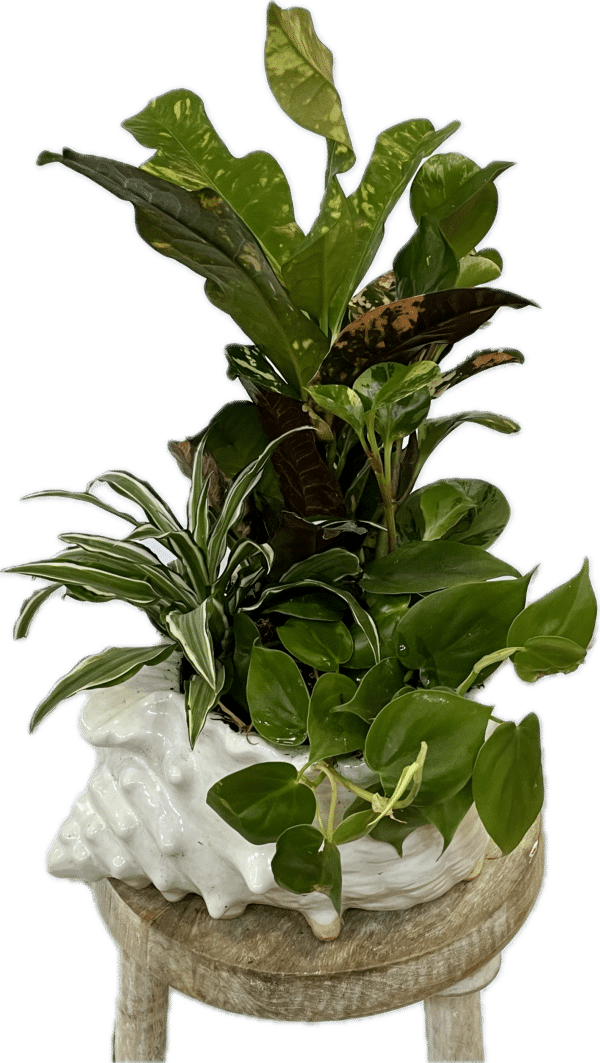 12" Ceramic Conch Shell Planter