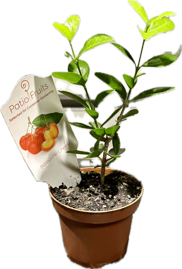 4" Fruit Cherry