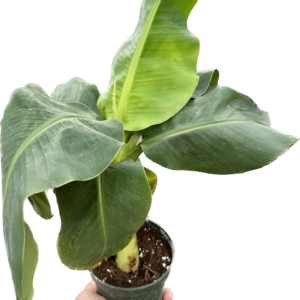 Banana Musa Dwarf plant in a 4 inch grower pot