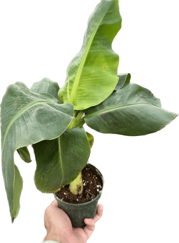 Banana Musa Dwarf plant in a 4 inch grower pot