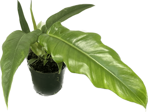 4" Philodendron Narrow