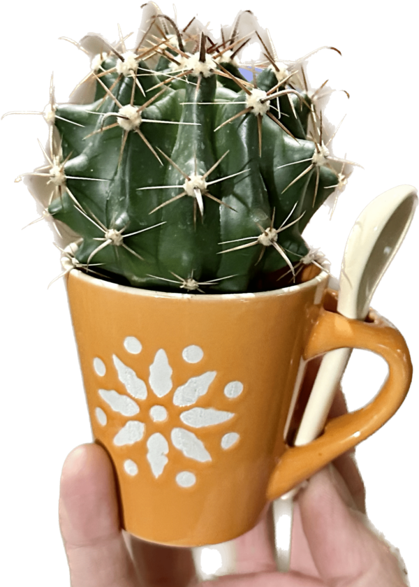 2.5" Cactus in a Mug