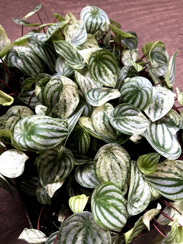6" Peperomia Gold Dust