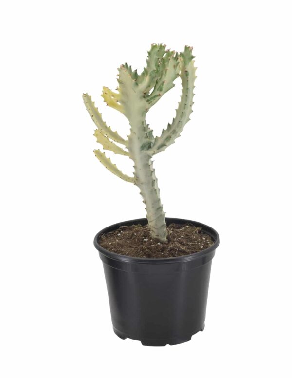 Picture of a Dragon bone cactus. It is a single tall main stock with 4 smaller arms branching out and a head of 6 more arms
