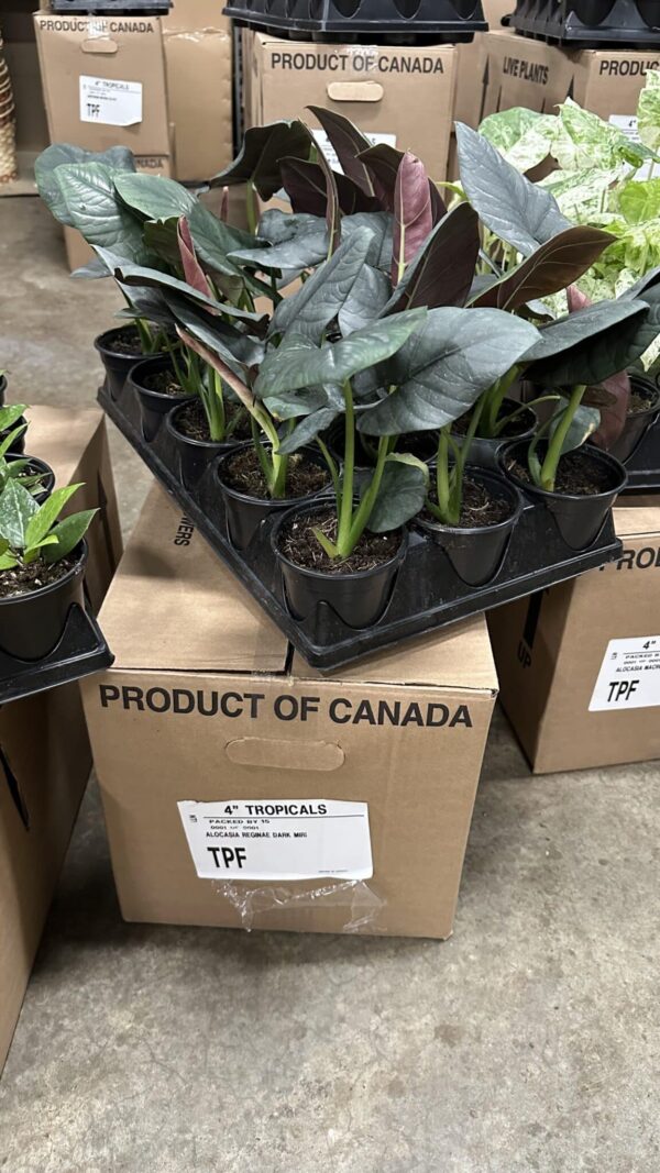 4" Alocasia Reginae Dark Miri