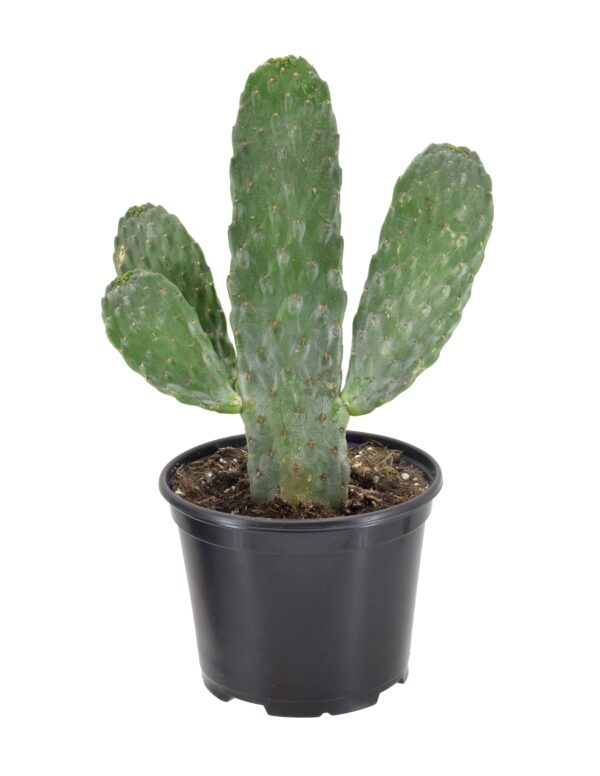 Picture of a Roadkill cactus. It looks like a cartoon cactus that has been ran over and flattened like a pancake.