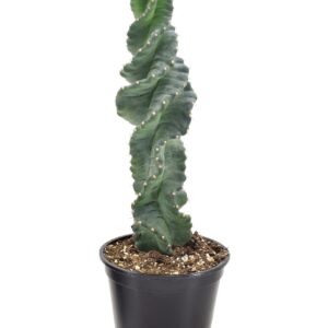 Rare spiral cactus, it has a spiral around it of thorns