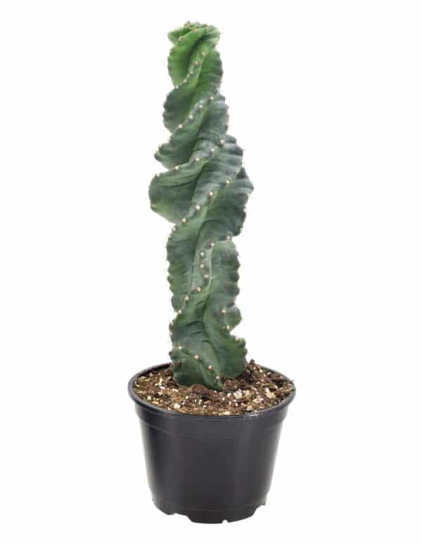 Rare spiral cactus, it has a spiral around it of thorns