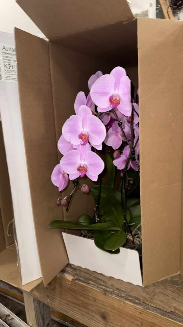 5" Orchid Swan