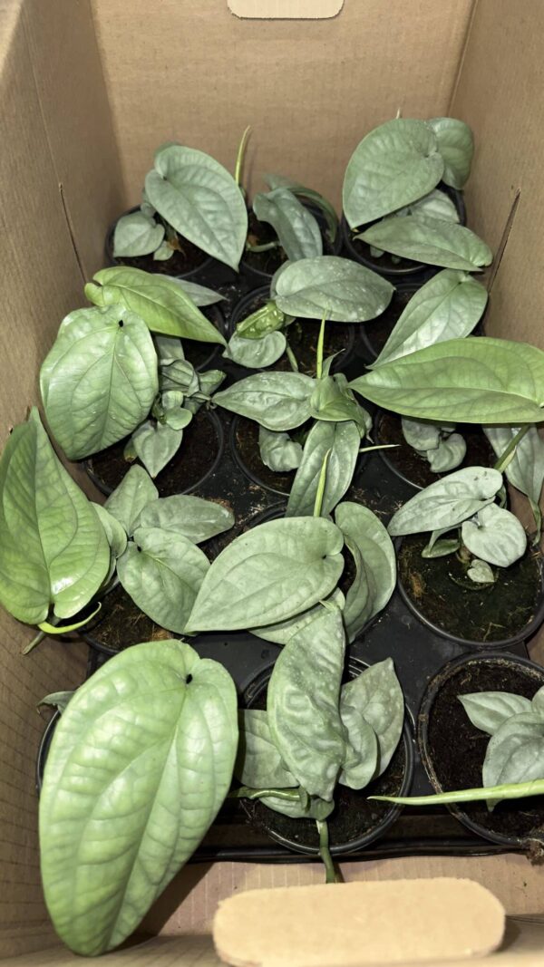 4" Philodendron Pastazanum Silver