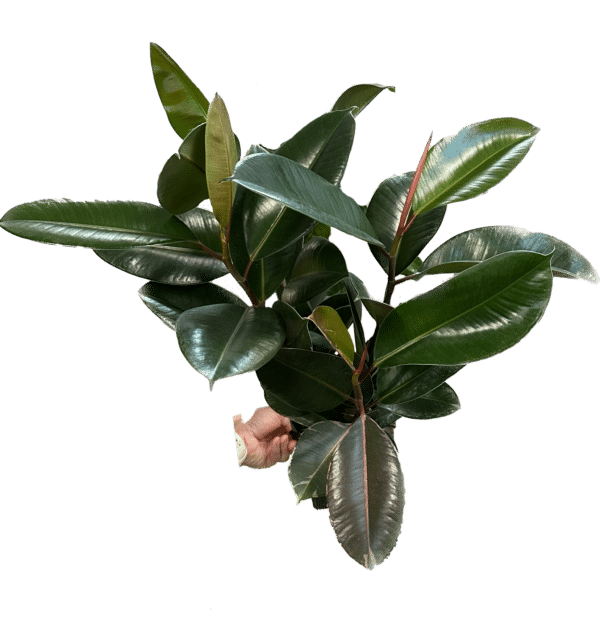 6" Ficus Robusta