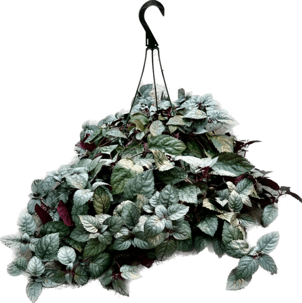 8" Silver Waffle Hanger