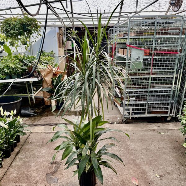 10" Combo Marginata