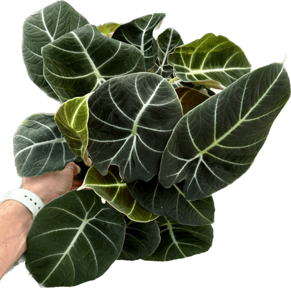 6" Alocasia Black Velvet