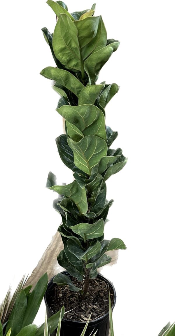 10" Fiddle Fig Column Bush