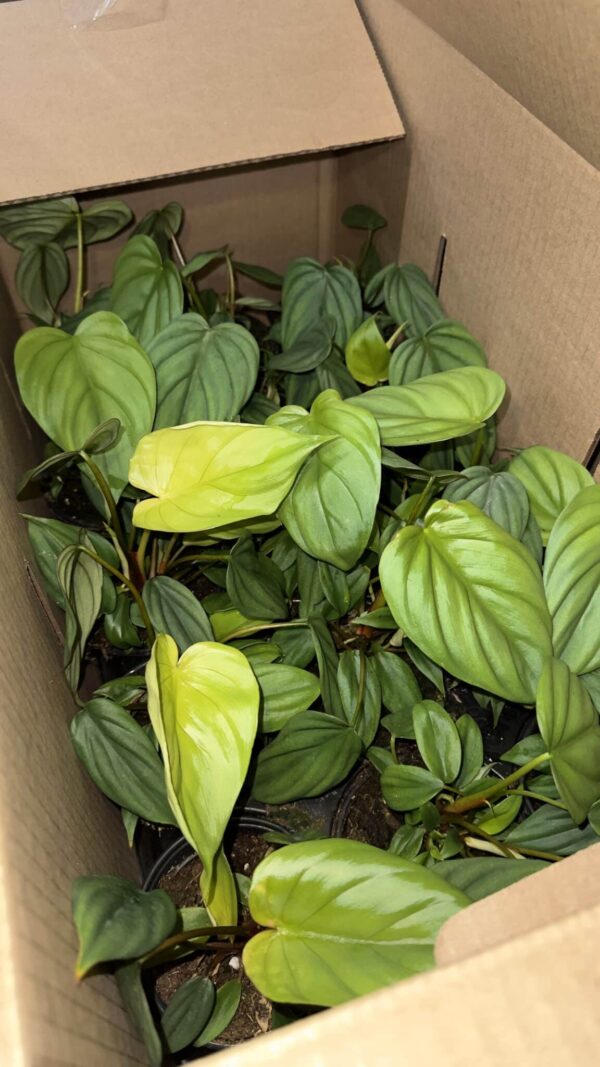 4" Philodendron Bipennifolium Columbia