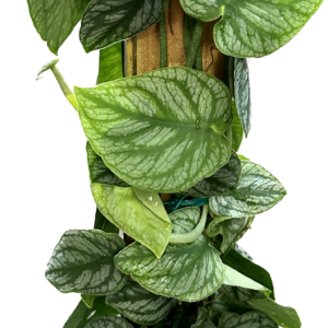 8" Monstera Dubia plant on a totem pole