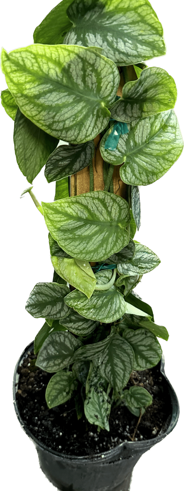 8" Monstera Dubia plant on a totem pole