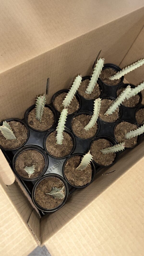 4" Euphorbia Trigona Ghost