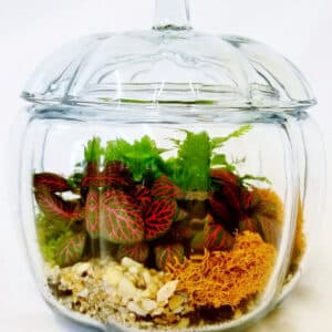 fall theme crystal glass pumpkin jar tropical plant indoor planter