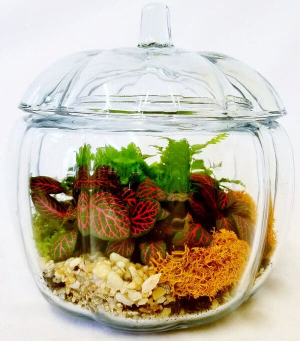 fall theme crystal glass pumpkin jar tropical plant indoor planter