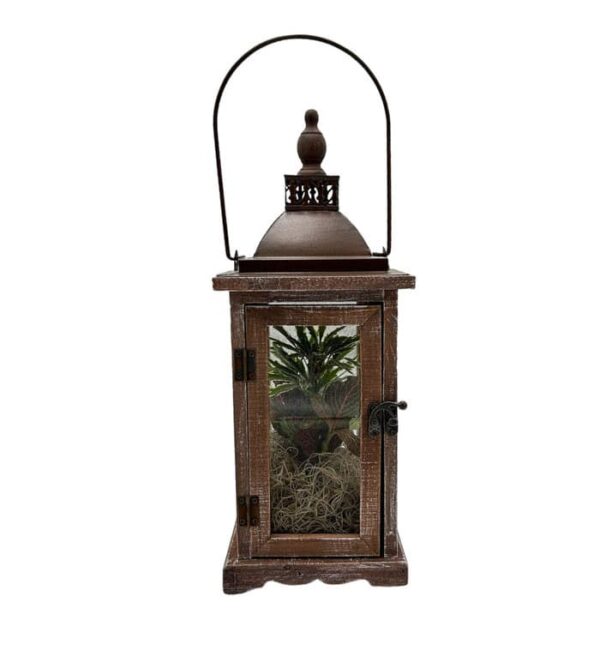 Wooden Lantern (2 Plants)