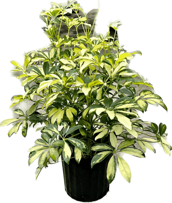 8" Arboricola Trinette Bush