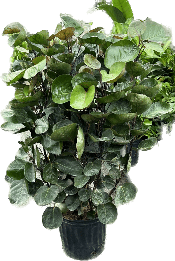 10" Aralia Fabian