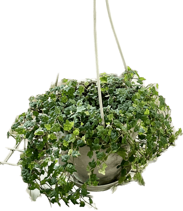 4" String of Frogs Hanger