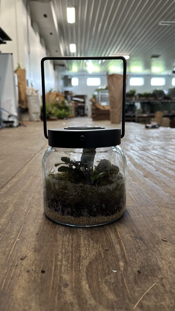 Glass Solar Terrarium - Image 2