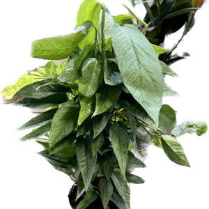 Cebu Blue Pothos plant in a 6" pot on a wooden Pole