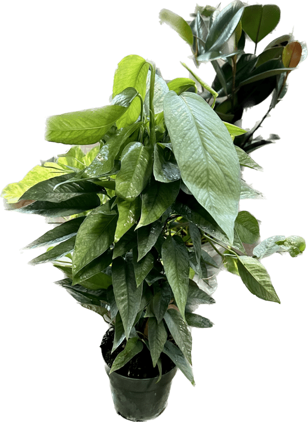 Cebu Blue Pothos plant in a 6" pot on a wooden Pole