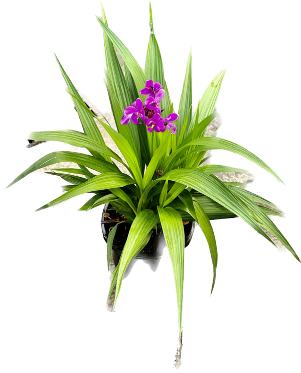 6" Orchid (Ground)