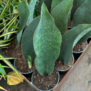 victoria sansevieria shark fin in a 6 inch growers pot