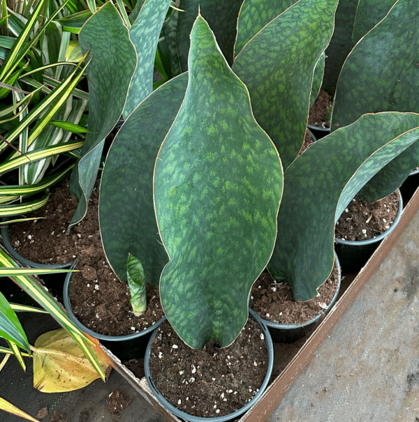 victoria sansevieria shark fin in a 6 inch growers pot