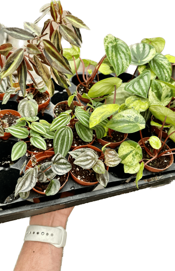 2" Peperomia Harmony Exoctic Assorted