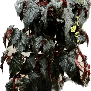 black magic begonia in a 8" pot on a pole