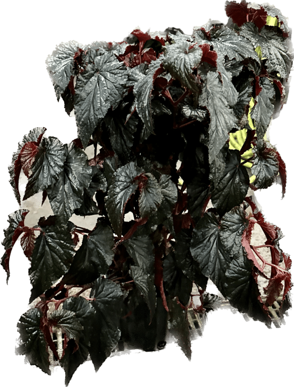 black magic begonia in a 8" pot on a pole