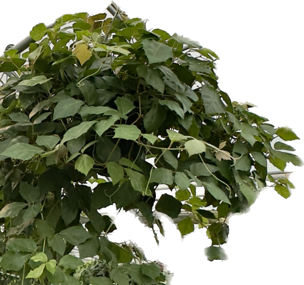 8" HB Ivy Grape