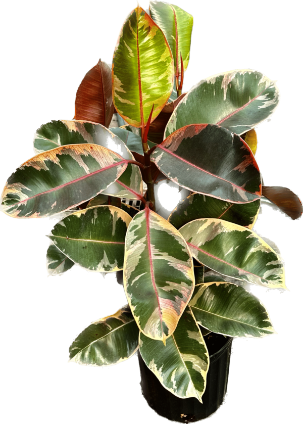 8" Ficus Elastica Ruby Bush