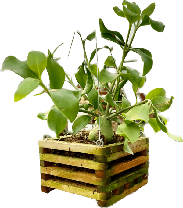 Ant Plant in Hanging Wooden Crate