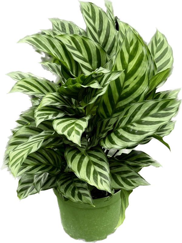 6" Calathea Freddie