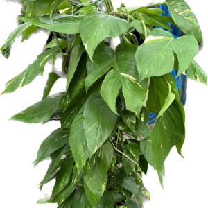 Pothos Pinnatum Neon on a Pole in a 10" Grower pot