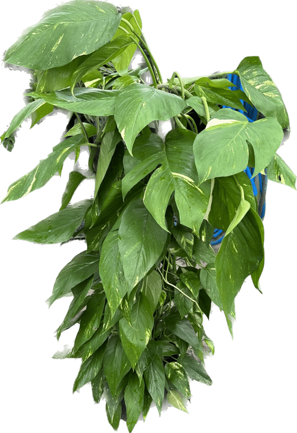 Pothos Pinnatum Neon on a Pole in a 10" Grower pot