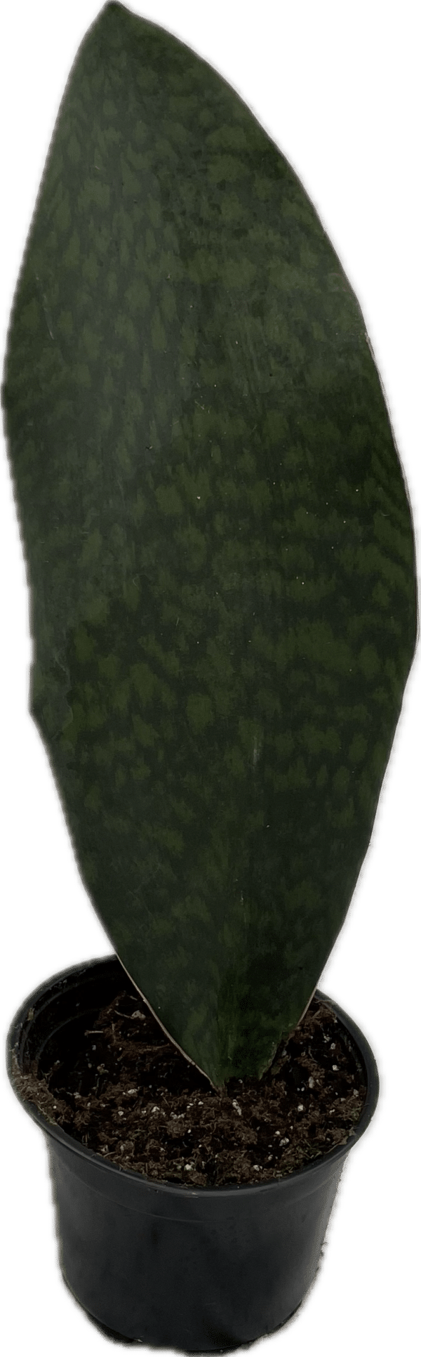 6" Sansevieria Victoria