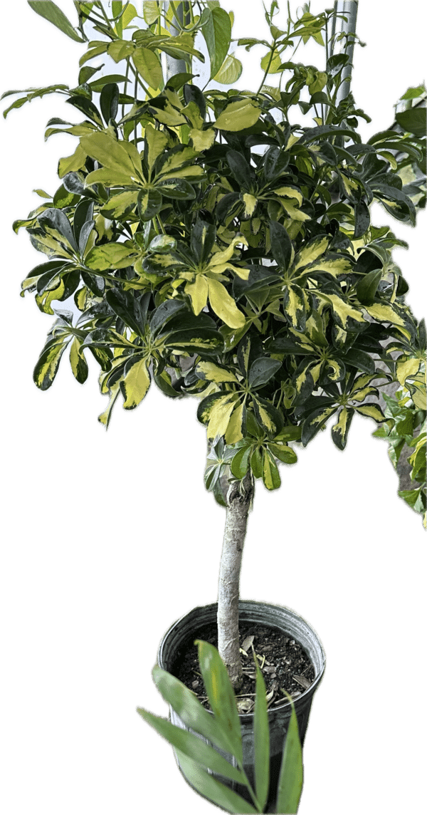 10" Arb Trinette Tree