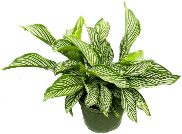 6" Calathea Vittata